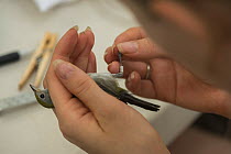 Researcher placing a leg band on Chestnut-sided warbler (Setophaga pensylvanica), captured in a mist net during a study of migratory birds in Costa Rica, January.