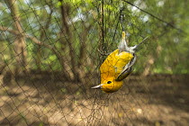 Prothonotary warbler (Protonotaria citrea) captured in the mangrove forests of Costa Rica during a mist net during a study of migratory birds. January.