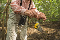 Researcher removing a Prothonotary warbler (Protonotaria citrea) captured in a mist net during a study of migratory birds in Costa Rica, January.