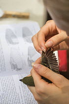 Researcher measuring the wing length of a Chestnut-sided warbler, (Setophaga pensylvanica) captured in a mist net during a study of migratory birds in Costa Rica, January.