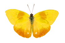 Orange-barred sulphur butterfly (Phoebis philea) pe. Costa Rica