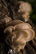 Oyster mushrooms (Pleurotus ostreatus), New Brunswick, Canada, July.