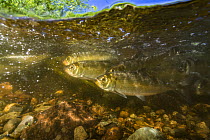 Alewife (Alosa pseudoharengus) fish  migrating up a river in Northern Maine, USA. June.