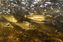 Alewives (Alosa pseudoharengus) fish migrating up a river in Northern Maine, USA. June.