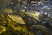 Alewives (Alosa pseudoharengus) fish  migrating up a river in Northern Maine, USA. June.
