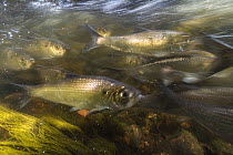Alewives (Alosa pseudoharengus) fish migrating up a river in Northern Maine, USA. June.