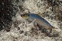 Alewife fish (Alosa pseudoharengus), migrating up river, Northern Maine, USA. June.