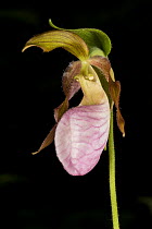 Pink lady's slipper orchid (Cypripedium acaule) photographed on black background, New Brunswick, Canada, June.