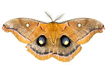 Polyphemus moth (Antheraea polyphemus) photographed on white. New Brunswick, Canada, July.
