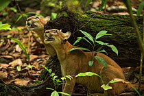 Pumas (Puma concolor) stalking a troop of howler monkeys, Corcovado National Park, Costa Rica, May.