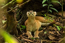 Puma (Puma concolor) looking upwards, Corcovado National Park, Costa Rica, May.