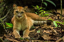 Puma (Puma concolor) resting, Corcovado National Park, Costa Rica, May.