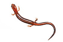 Redback salamander (Plethodon cinerous), photographed on white background, New Brunswick, Canada, May.