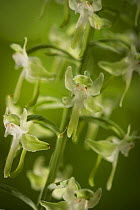 Round-leaved orchis (Habenaria orbiculata) flowers, New Brunswick, Canada, July.