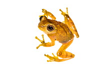 San Carlos treefrog (Dendropsophus phlebodes) . Tortuguero National Park, Costa Rica, November
