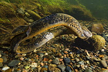 Sea lamprey (Petromyzon marinus), a parasitic migratory fish, spawning in the Keswick river, New Brunswick, Canada. June.