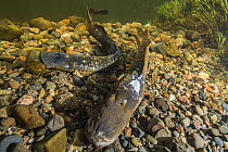 Sea lamprey (Petromyzon marinus), a parasitic migratory fish, spawning in the Keswick river, New Brunswick, Canada. June.
