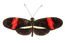 Small postman butterfly (Heliconius erato) photographed on white background, Costa Rica.