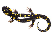 Yellow-spotted salamander (Amybystoma maculatum), photographed on white background, New Brunswick, Canada, May.