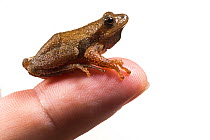 Spring peeper (Pseudacris crucifer) on human hand, photographed with white background, New Brunswick, Canada, May.