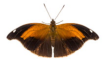 Stinky leafwing butterfly (Historis odius) photographed on white background. Costa Rica.