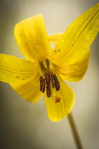 Trout lily (Erythronium americanum) flower, New Brunswick, Canada, May.