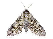 Waved sphinx moth (Ceratomia undulosa) photographed on white background, New Brunswick, Canada, July.