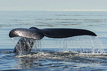 North Atlantic right whale (Eubalaena glacialis) tail fluke, Bay of Fundy, Canada.