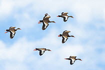 Black-bellied whistling ducks (Dendrocygna autumnalis) flock in flight, Palo Verde National Park, Costa Rica.