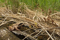 Wood frog (Lithobates sylvaticus) New Brunswick, Canada, May.