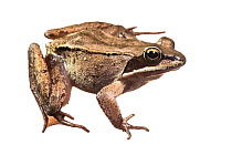 Wood frog (Lithobates sylvaticus) photographed on white background, New Brunswick, Canada, June.