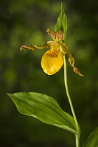 Yellow lady's slipper orchid (Cypripedium parviflorum) New Brunswick, Canada, June.