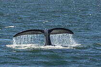 North Atlantic right whale (Eubalaena glacialis) tail fluke, Bay of Fundy, Canada, September.