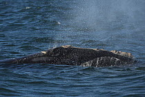North Atlantic Right Whale (Eubalaena glacialis) surfacing, Bay of Fundy, Canada, September.