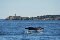 North Atlantic Right Whale (Eubalaena glacialis) tail fluke, Bay of Fundy, Canada, September.