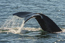 North Atlantic Right Whale (Eubalaena glacialis) tail fluke ,in the Bay of Fundy, Canada, September.