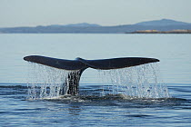 North Atlantic right whale (Eubalaena glacialis) fluke Bay of Fundy, Canada, September.