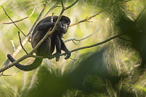 Mantled howler monkey (Alouatta palliata) with bokeh, Costa Rica.