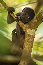 Mantled howler monkey (Alouatta palliata) Costa Rica, March.