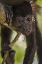 Mantled howler monkey (Alouatta palliata) Costa Rica.