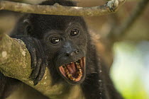 Mantled howler monkey (Alouatta palliata) calling,  Costa Rica.