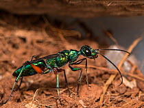 Jewel Wasp (Ampulex compressa) captive.