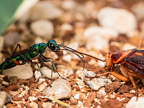 Jewel wasp (Ampulex compressa) leading American cockroach (Periplaneta americana) prey to nest by antennae. Captive.