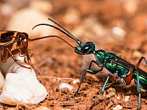 Jewel wasp (Ampulex compressa) leading American cockroach (Periplaneta americana) prey to nest by antennae. Captive.