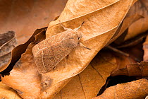 RF - Common quaker moth (Orthosia cerasi) camouflaged on leaf, Catbrook, Monmouthshire, March. Focus stacked image. (This image may be licensed either as rights managed or royalty free.)