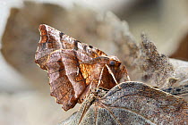 RF - Early thorn moth (Selenia dentaria) Catbrook, Monmouthshire, Wales, UK. March (This image may be licensed either as rights managed or royalty free.)