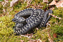 RF - Adder (Vipera berus) Big Moor,  Peak District National Park. Derbyshire, UK, April. (This image may be licensed either as rights managed or royalty free.)