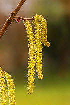 RF - Hazel (Corylus avellana) catkins and flower. Monmouthshire, Wales, UK. February (This image may be licensed either as rights managed or royalty free.)