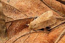 Small quaker moth (Orthosia cruda) camouflaged, Catbrook, Monmouthshire, March