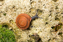 Leaf snail (Gittenbergeria turriplana) Algarve, Portugal.